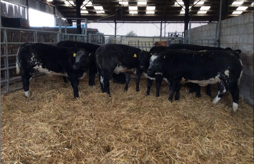 cardwell hfrs 2020 - Selby Livestock Auction Mart