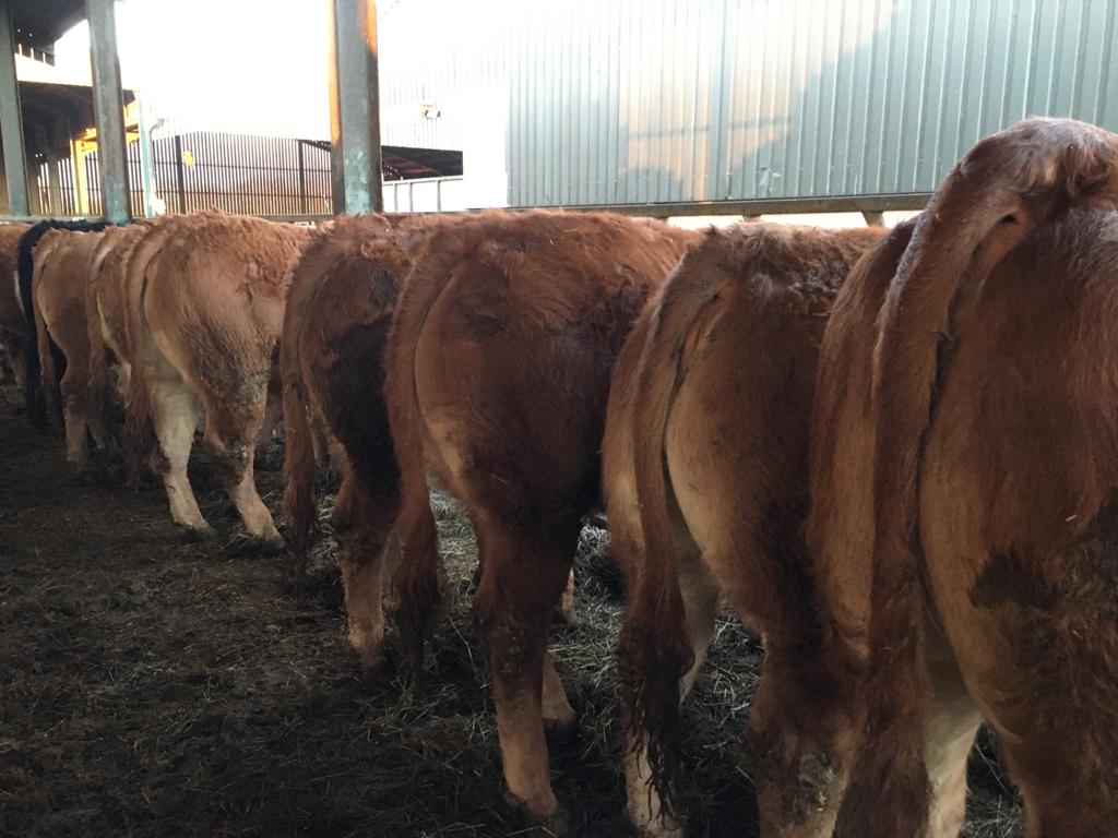 SELBY LIVESTOCK AUCTION MART SATURDAY 5th FEBRUARY - Selby Livestock